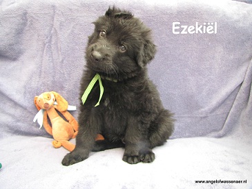 Ezekiël, zwarte ODH reu van 6 weken